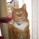 dit is tommy,helaas in moeten laten slapen.14jr,