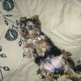 Gizmo is echt geen potloodventer