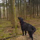 Wat hangt er in de boom?