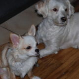 prinses&lady