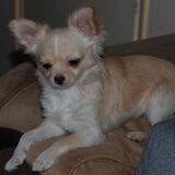 onze bink bruno