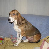 Dit is onze Lucky. Hij werd in 2005 gevonden door de medewerkers van…