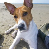 onze mooie rocky