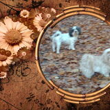Foto van liesbeth,Turbo,Luna, Levi en Faith