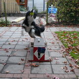 flyball!!!