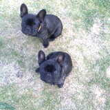 Dit is Ida en Ibo en Ida samen :-)