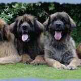 Familie Bartok en Hazine