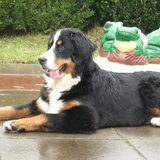 Foto van Lisa & doggs
