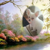 Foto van Lisa & doggs