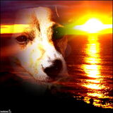 Foto van Lisa & doggs