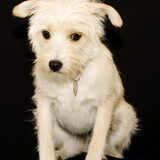 Foto van Bartje,Yoshi
