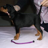 Dit is onze eigen pup Aya. Die versterkt ons roedel.