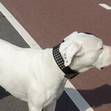 Foto van Dogo