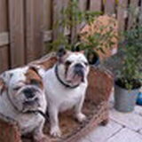 Deze twee waren on afscheidelijk,Ozzy en Tara