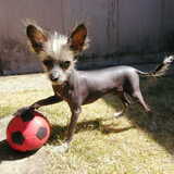 Fuzzy, reu van december 2006. Lief leerzaam, attent... gewoon…