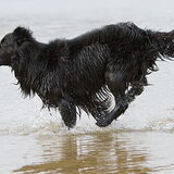 een water aktie foto van benji