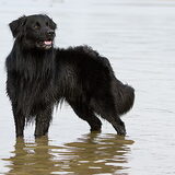 benji is een echte water hond