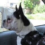 Mijn Boston Terrier Joy. Zeis gek op auto rijden.