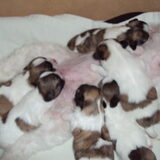 puppies maart 2010