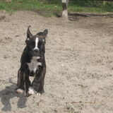 Senna voor het eerst in het bos. 8 weekjes oud en kunnen vliegen...