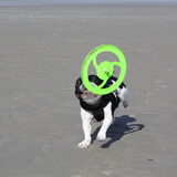 Frisbee en hond..