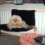 Foto van liesbeth,Turbo,Luna, Levi en Faith