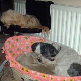 Foto van liesbeth,Turbo,Luna, Levi en Faith
