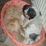 Foto van liesbeth,Turbo,Luna, Levi en Faith