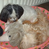 Foto van liesbeth,Turbo,Luna, Levi en Faith
