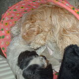 Foto van liesbeth,Turbo,Luna, Levi en Faith