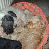 Foto van liesbeth,Turbo,Luna, Levi en Faith