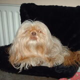 Foto van liesbeth,Turbo,Luna, Levi en Faith