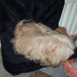Foto van liesbeth,Turbo,Luna, Levi en Faith