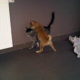 de kat aan het plagen :)