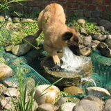 waterpret