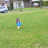 Ik kom eraan en MET de frisbee!