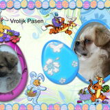 pasen
