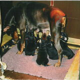 Hier het nestje da we zelf gedaan hebben zijn dobermannetjes