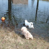 Foto van liesbeth,Turbo,Luna, Levi en Faith
