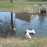Foto van liesbeth,Turbo,Luna, Levi en Faith