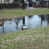 Foto van liesbeth,Turbo,Luna, Levi en Faith