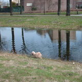 Foto van liesbeth,Turbo,Luna, Levi en Faith