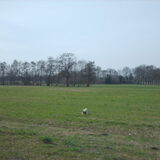 Foto van liesbeth,Turbo,Luna, Levi en Faith