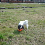 Foto van liesbeth,Turbo,Luna, Levi en Faith