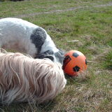 Foto van liesbeth,Turbo,Luna, Levi en Faith
