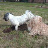 Foto van liesbeth,Turbo,Luna, Levi en Faith