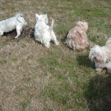 Op het rijtje Turbo,Ollie,Luna en Turbo's zusje Smartie