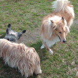 Lucy het knappe colliemeisje van bijna 1 jaar oud.