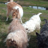 Luna,Lucy de collie en ollie de westie. hoe de cairn terrier heet weet…