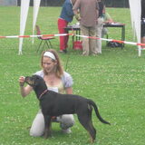 Ras- en stamboomloze hondendag. Joy 5 maanden.